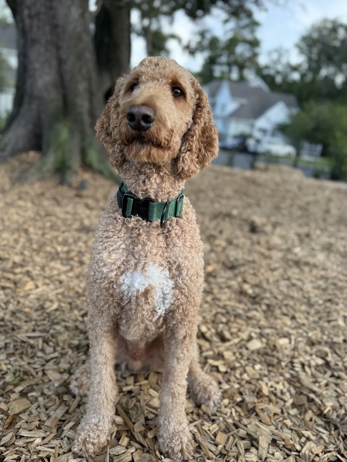 Tucker, the real golden doodle behind Lucky Dog Roofing